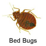 bedbugs pest control dubai