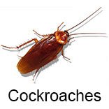 cockroaches pest control dubai