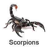 scorpions pest control dubai