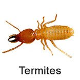 termites pest control dubai