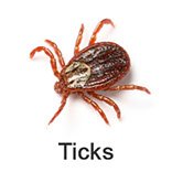 ticks pest control dubai