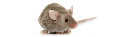 Rodent Control Service UAE