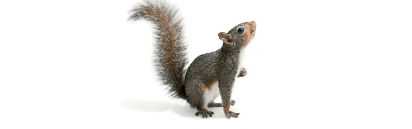 Rodent Control Service UAE