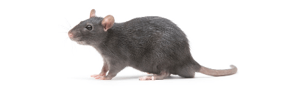 Rodent Control Service UAE