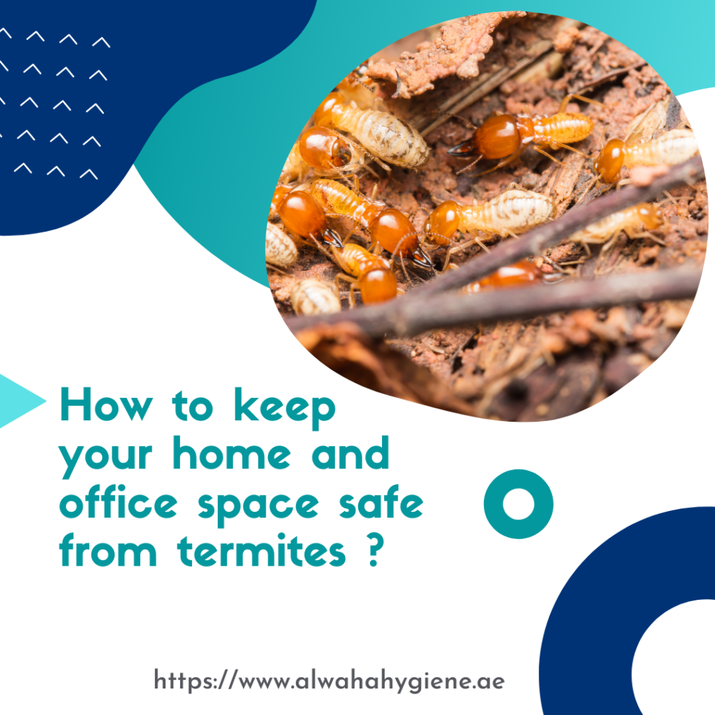 How to keep your home and office space safe from termites