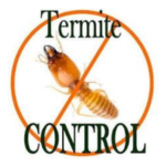 Anti Termite Treatment in Abu Dhabi