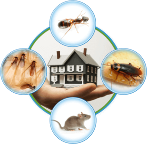 Pest Control Services in UAE