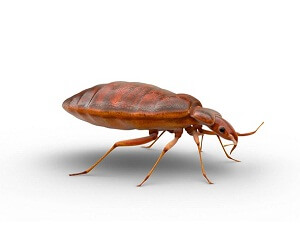 Bed Bugs Pest Control Services