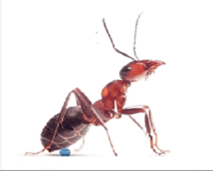 ants pest control services