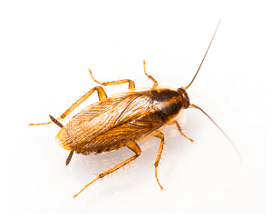 German Cockroach Control Services Abu Dhabi