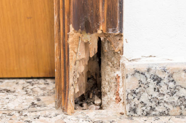 Termite Control Services in Abu Dhabi