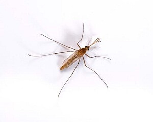 mosquitoes pest control services