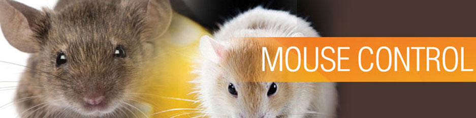 mice control service in dubai