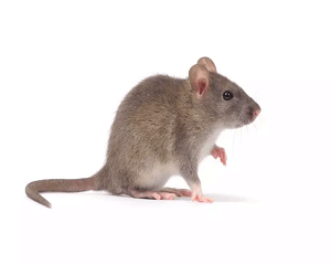 rodent pest control services