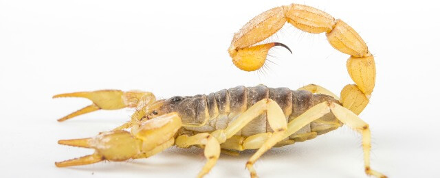 scorpion Pest Control in Dubai