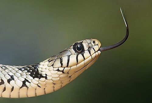 Snake Control Services in Dubai