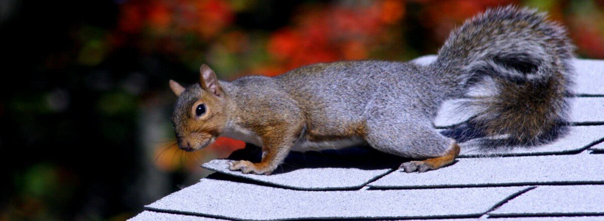 Squirrel Control Services in Dubai