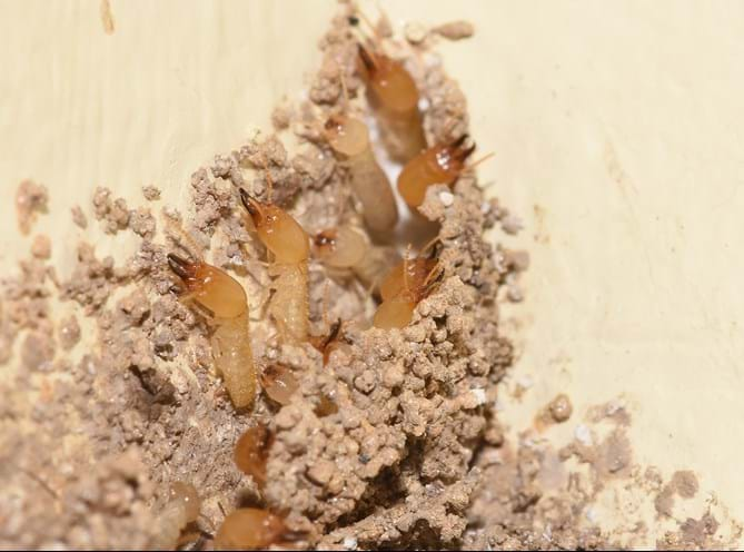 Anti Termite Control Services Abu Dhabi