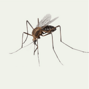 Mosquitoes Control Services in Abu Dhabi