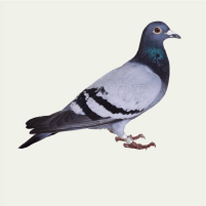 Birds Control Services in Abu Dhabi