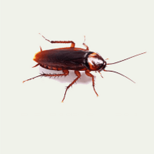 Cockroaches Control Services in Abu Dhabi