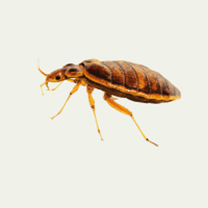 Bed Bugs Control Services in Abu Dhabi