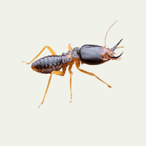 Termite Control Services in Abu Dhabi