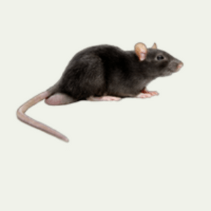 Mice Control Services in Abu Dhabi