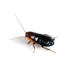 Oriented Cockroach Pest Control Dubai