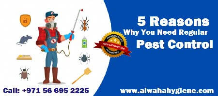 Pest control Service