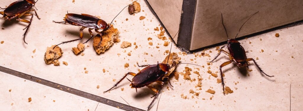 cockroaches Pest Control Services