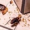 How to Get Rid of Cockroach Infestation in Your House?
