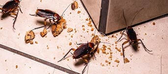 Cockroaches Pest control
