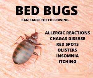 Bedbugs's disease