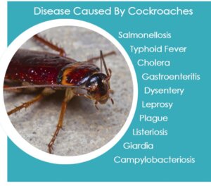 Disease OF Cocoroaches
