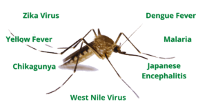 Diseases Mosquitoes