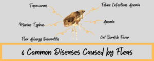 Fleas Disease