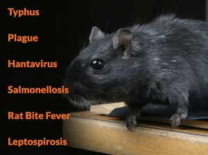 Rodents Disease
