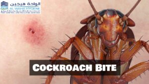 Cockroaches Dubai