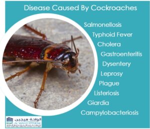 Cockroaches Dubai