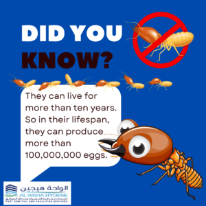 Termite Control