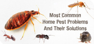 Pest Control Services in Dubai