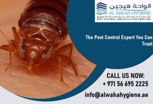 Pest Control Dubai