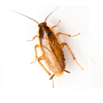 cockroaches-pest-control-services