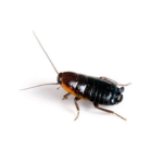 cockroaches-pest-control-services