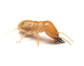 Termite Control