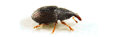 flying-insects-weevil