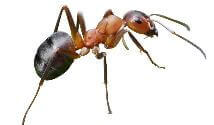 crawling-insects-ant