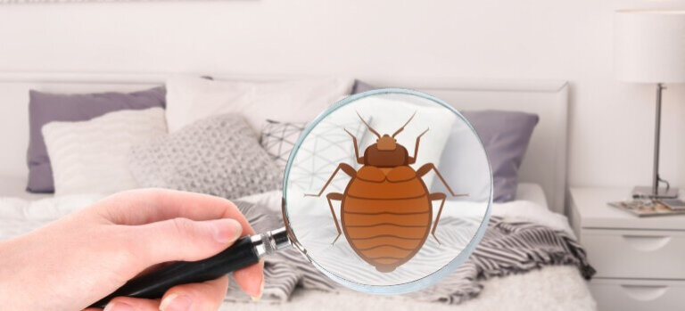 bed-bugs-pest-control-abu-dhabi