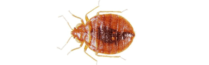 crawling-insects-bed-bugs